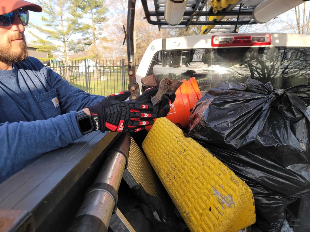 Wildlife Removal in Hamlin, Michigan
