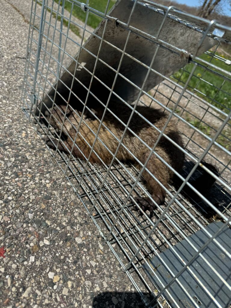 Wildlife Removal in Hamlin, Michigan