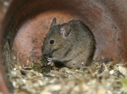 Wildlife Removal in Hamlin, Michigan