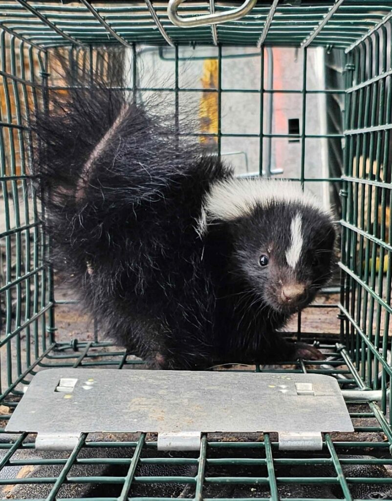 Wildlife Removal in Hamlin, Michigan