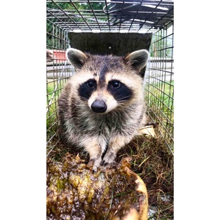 Wildlife Removal in Hamlin, Michigan